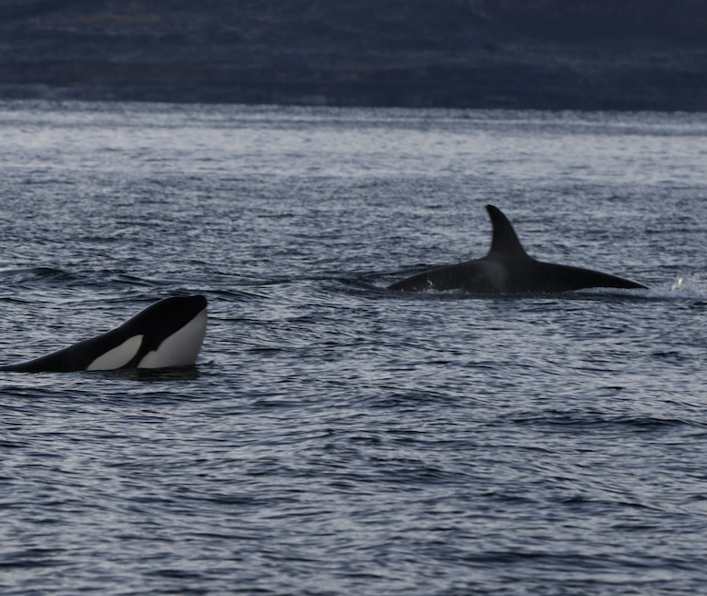 Killer Whales in Norway
